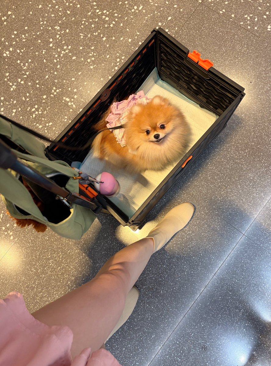 Nicky 凜淇ʕ •ᴥ•ʔ tweet media