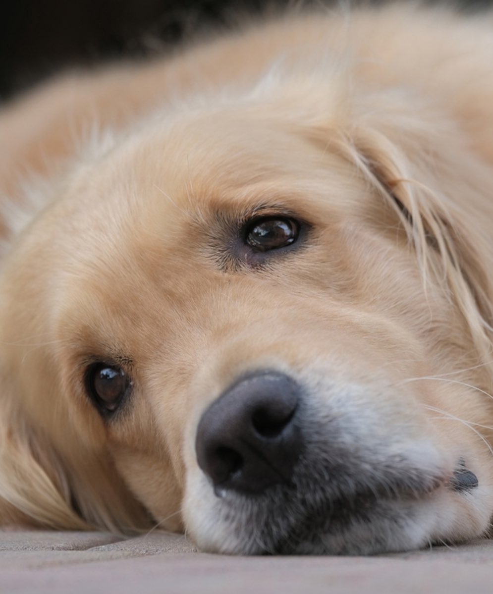 olga (Joker out’s version) tweet media