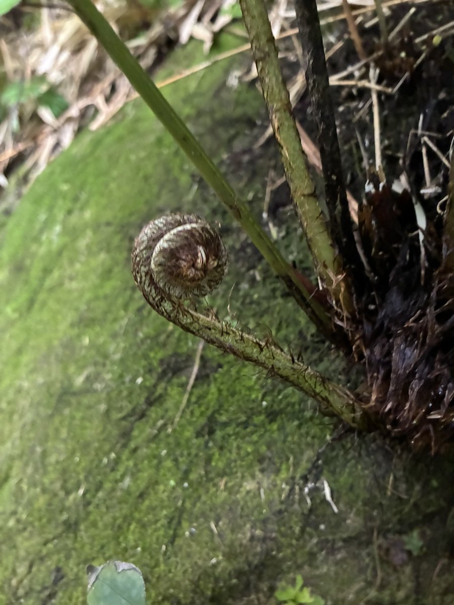 オカピー tweet media