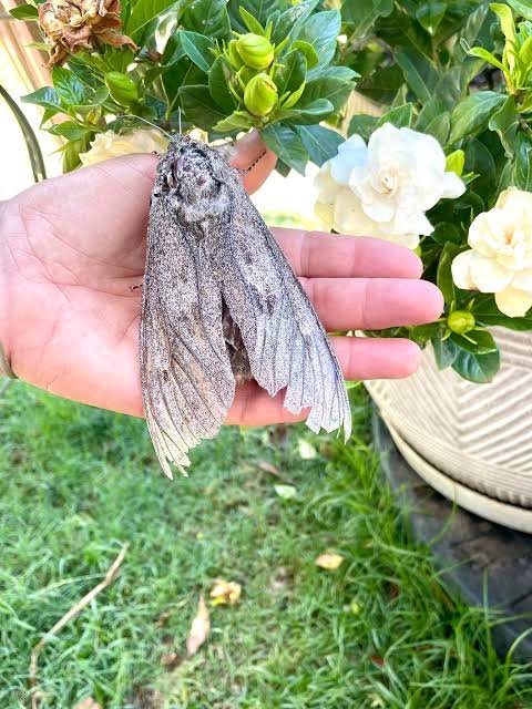 Strewth! 🏳️‍⚧️🏳️‍🌈 tweet media