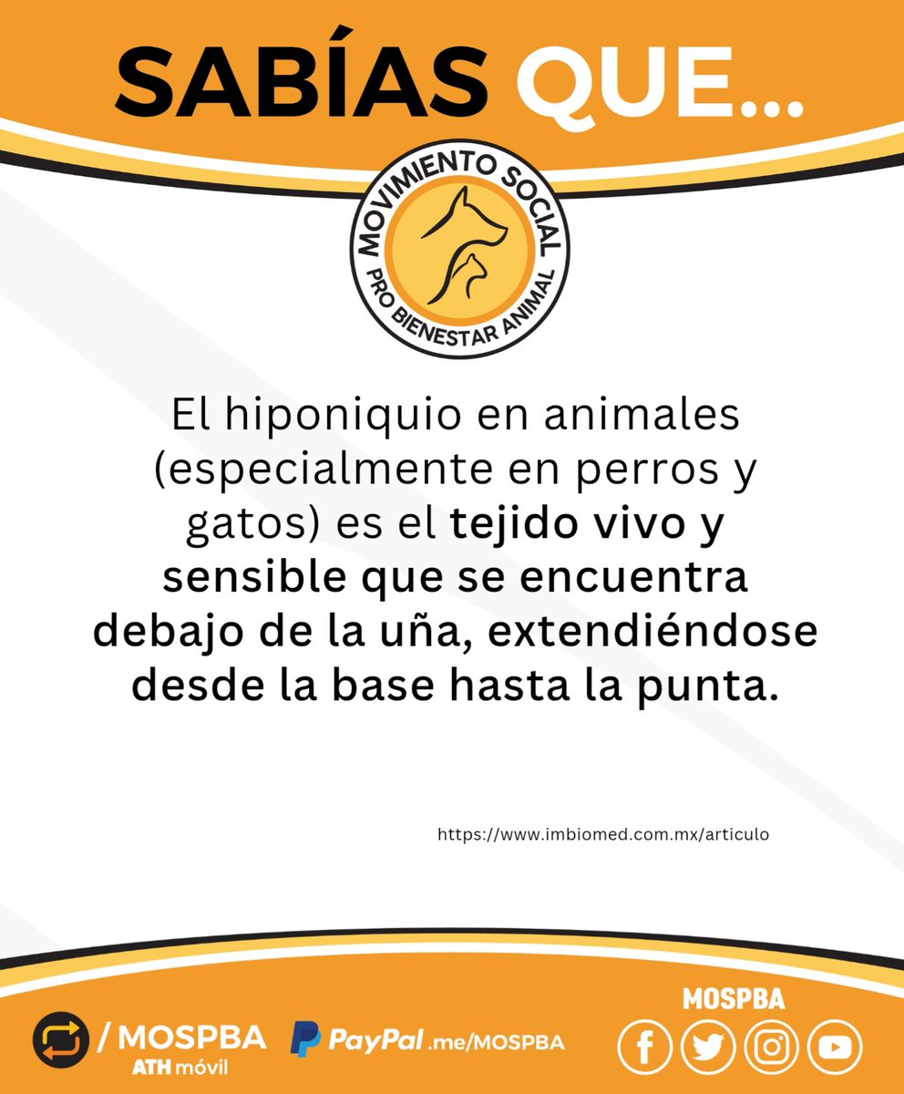 Movimiento Social Pro Bienestar Animal (MOSPBA) tweet media