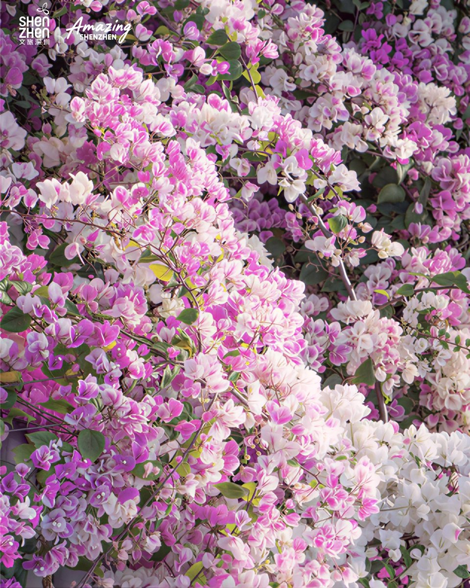 Amazing Shenzhen tweet media