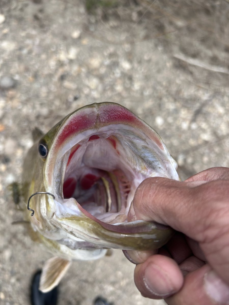 ライザー tweet media