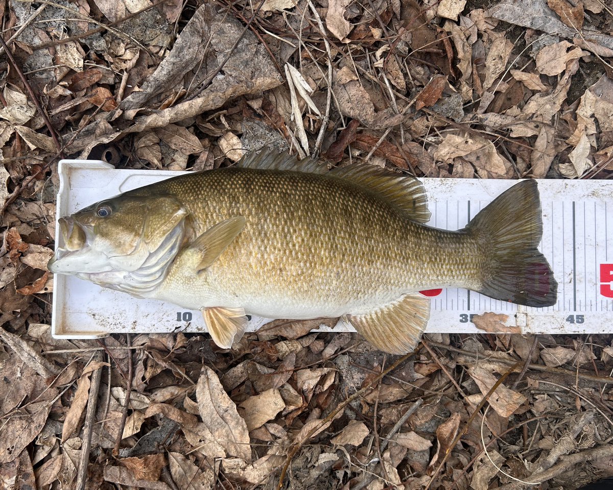 ライザー tweet media