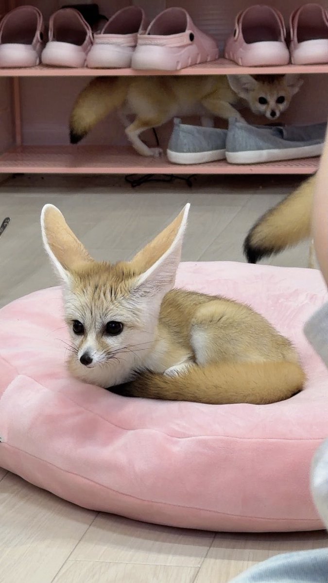 楠ろあ 【THE ORCHESTRA TOKYO】 tweet media