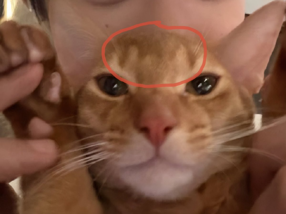 참⚡️🐟 tweet media