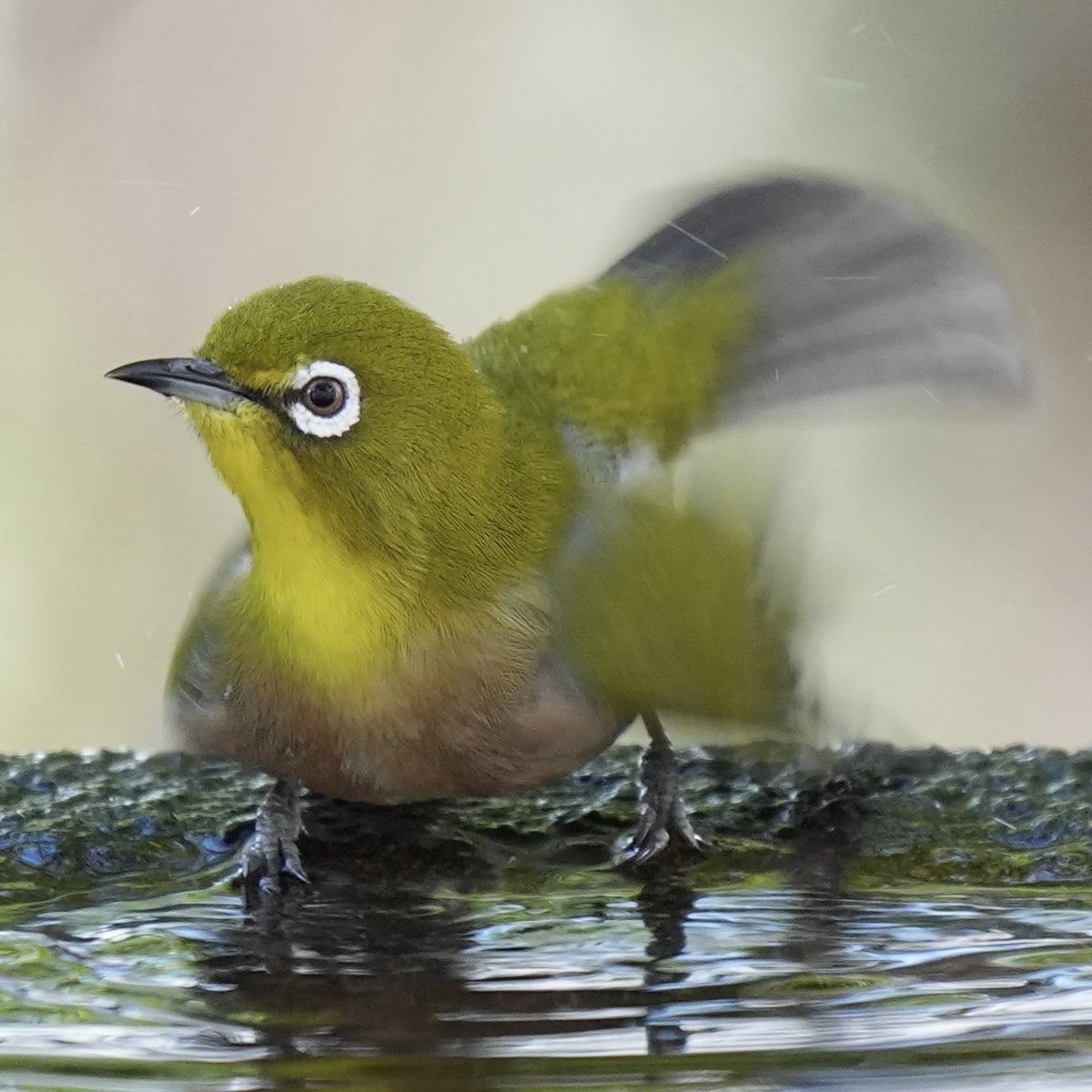 ぽかり tweet media