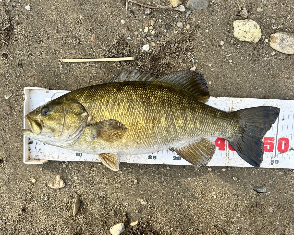 ライザー tweet media