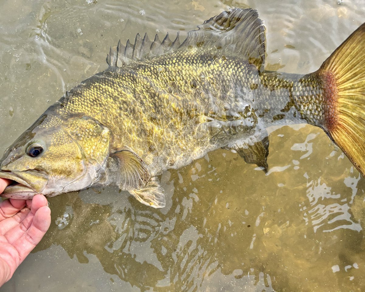 ライザー tweet media