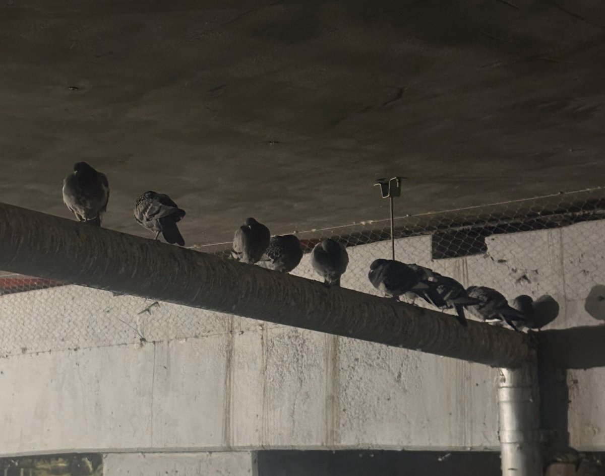 님들아 구구 잔다