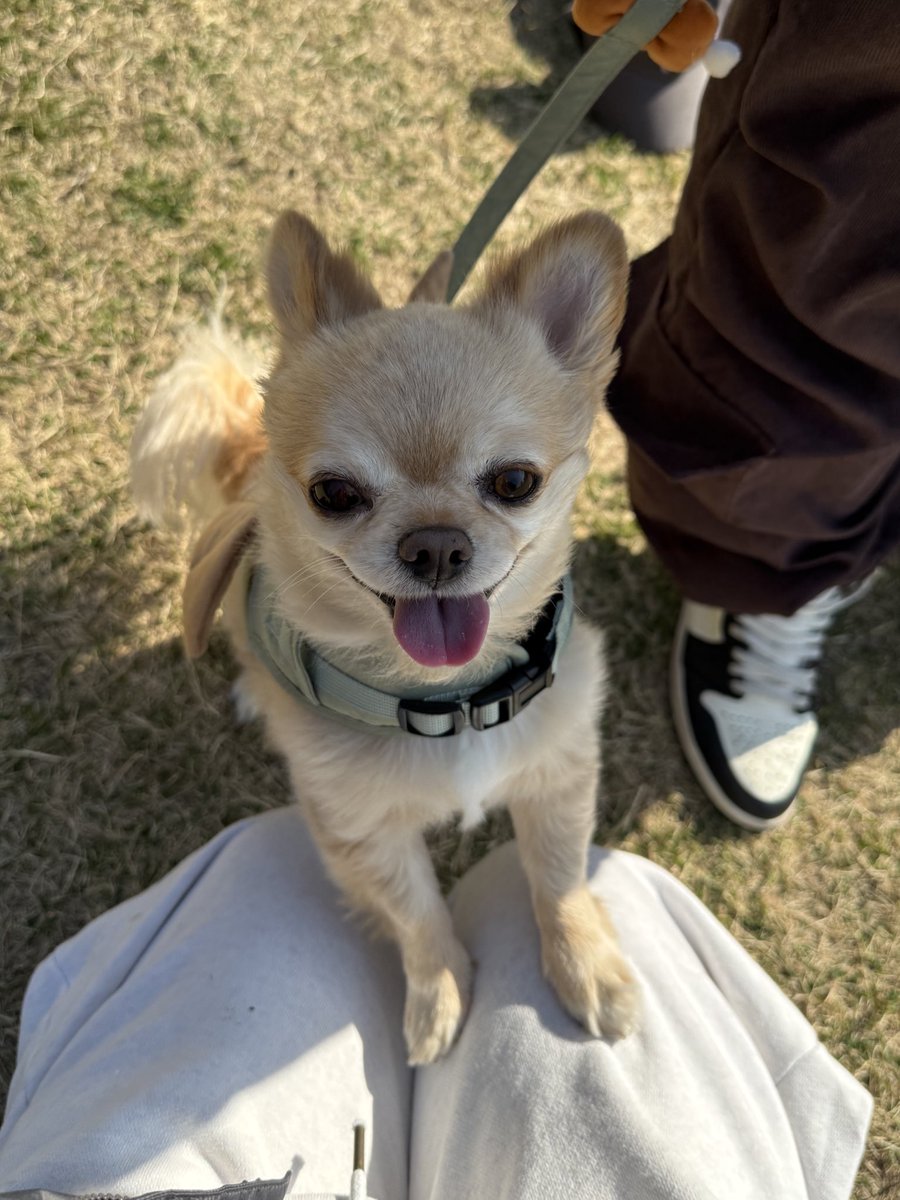 てん（６） tweet media