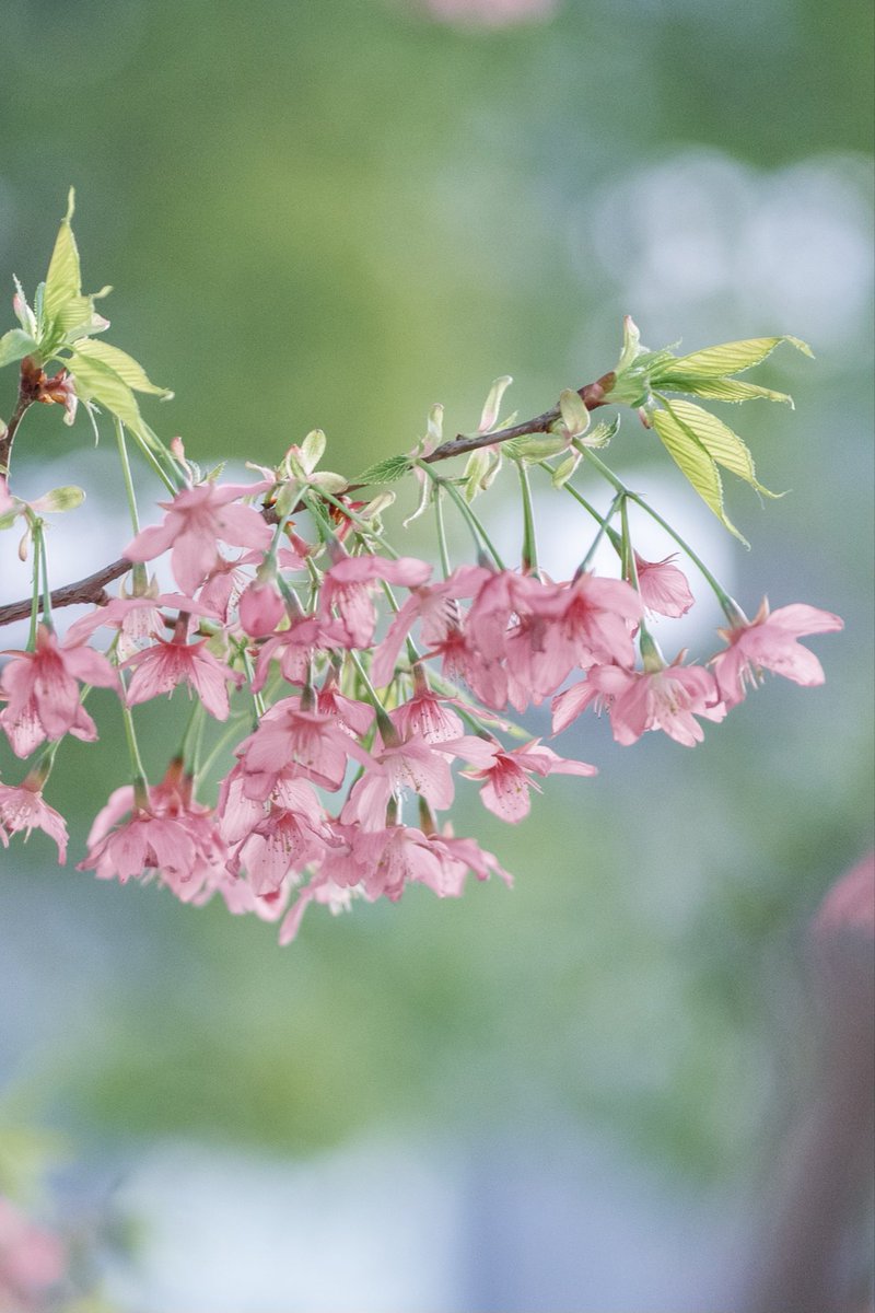 培根蛋 tweet media