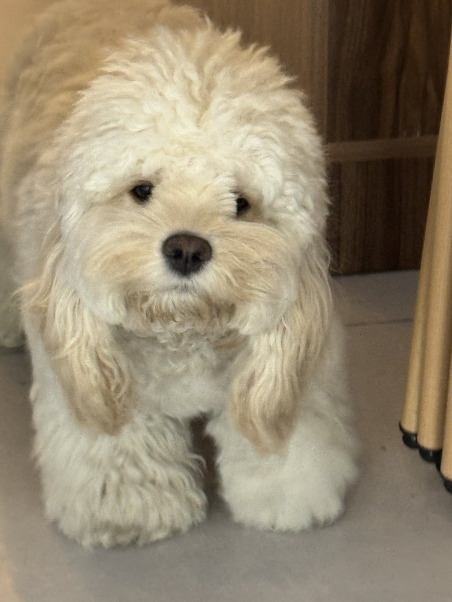 StellaLong9909's tweet photo. Baby, you’re a baby. 🥹

#puppy #pet #cute #animal #dog #cockapoo https://t.co/ZLRWeTppME