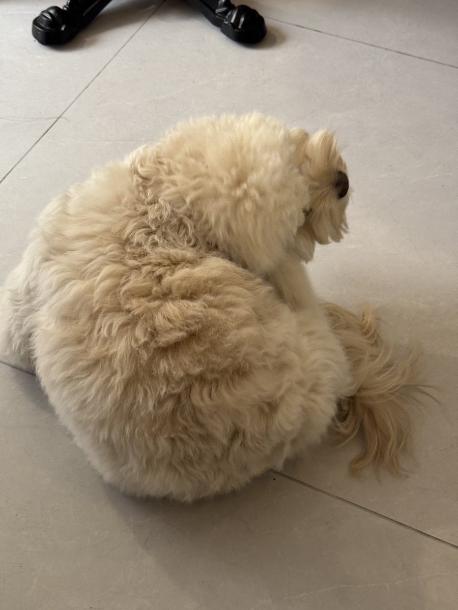 StellaLong9909's tweet photo. Baby, you’re a baby. 🥹

#puppy #pet #cute #animal #dog #cockapoo https://t.co/ZLRWeTppME