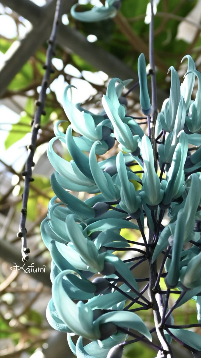 かふみ tweet media