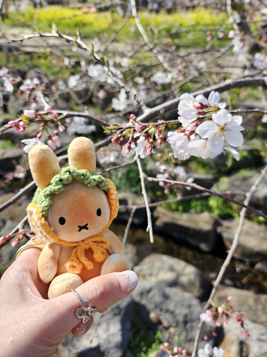 성비아 tweet media