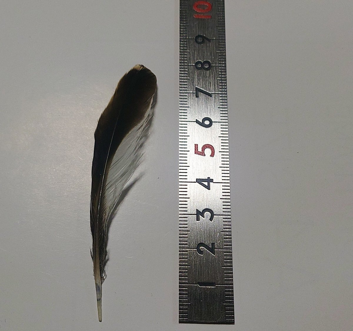 torimini tweet media