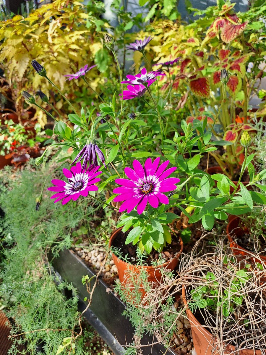 Matthew Lindsell tweet media