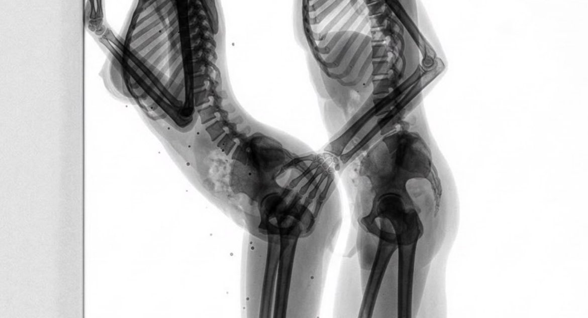 遊牧物種 tweet media