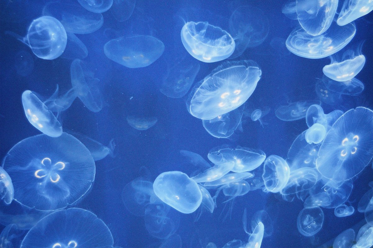 青い子 tweet media