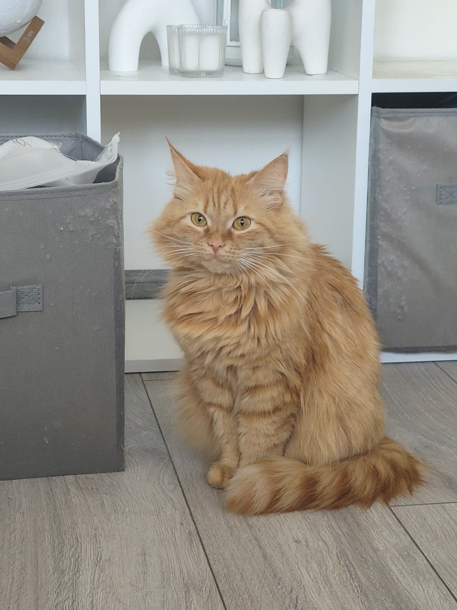 nικήτας tweet media