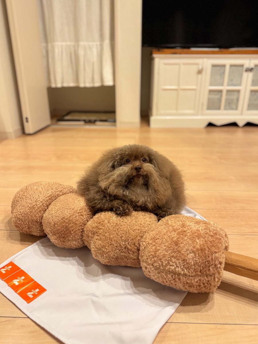 ごつもりプードル tweet media