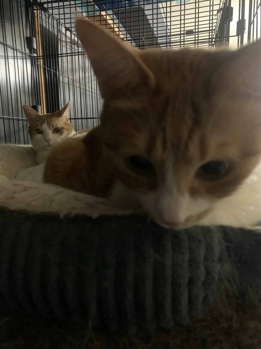 (´・ω・｀)

俺ん家　銃撃されたんかな

ね💢

もはや
カーテンの意味、、、