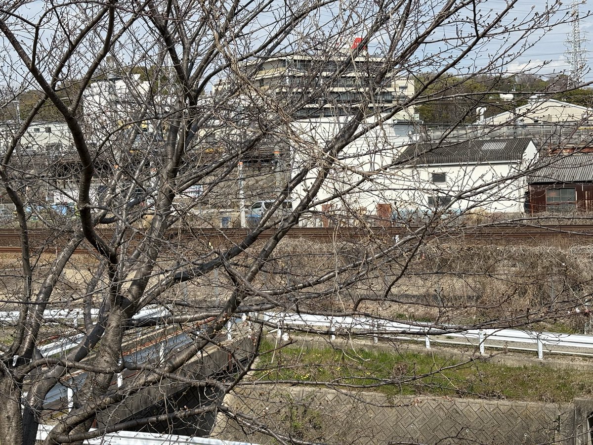 naritaux's tweet photo. ソメイヨシノには
数輪の花だけだったけど、

桃系の子はとても春めかしく
咲いていました💐

つくしはもう伸びきってたなぁ。

満開の桜がもうすぐ来るね😆 https://t.co/ttDluw8Wtt