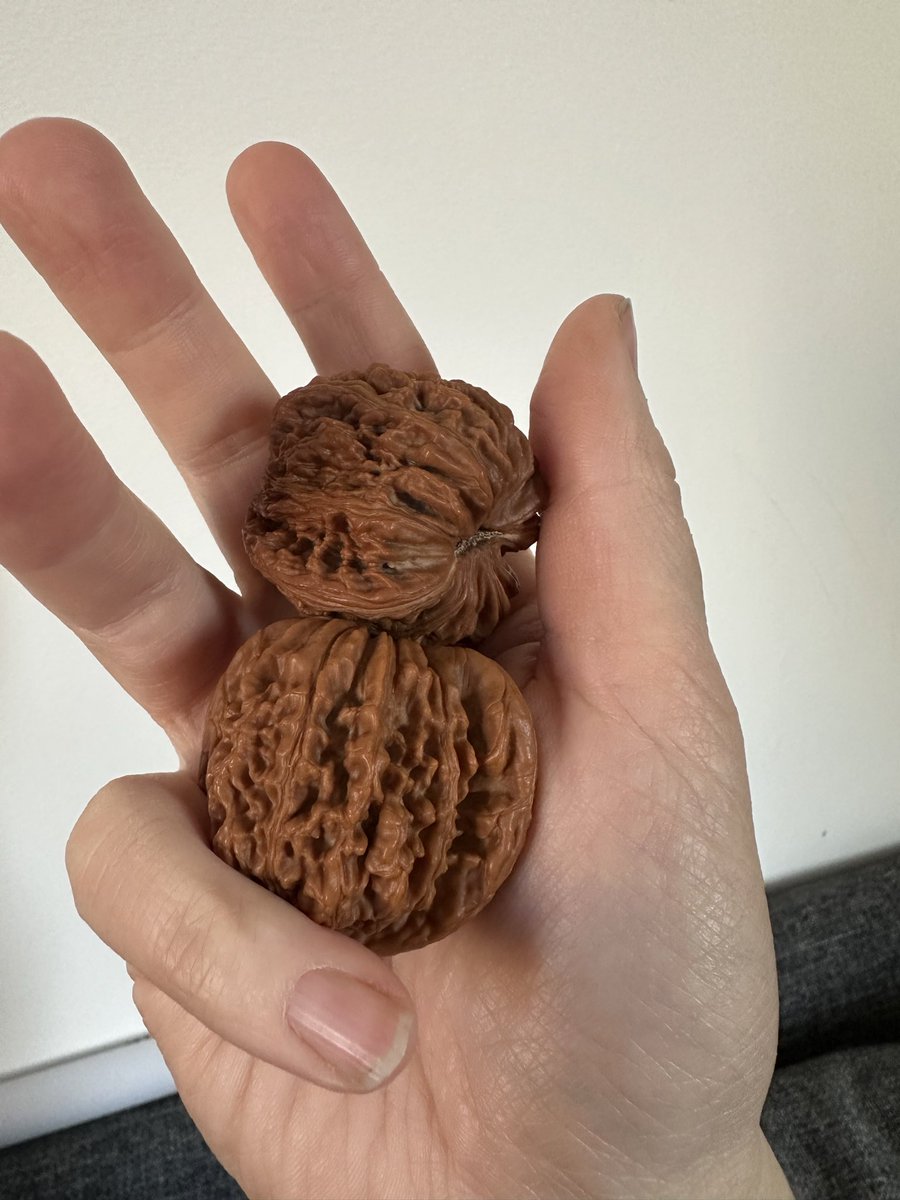 maakurika 🦐 LIGHTMOTIF tweet media