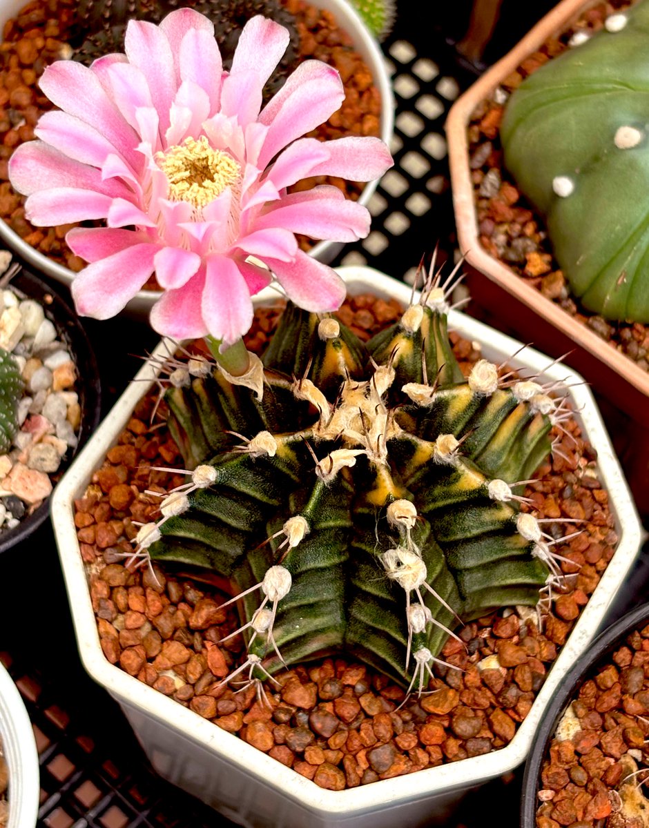 sun☀️ tweet media