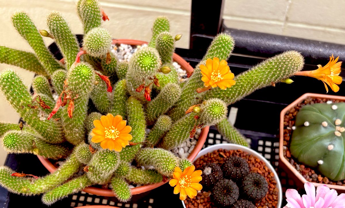 sun☀️ tweet media