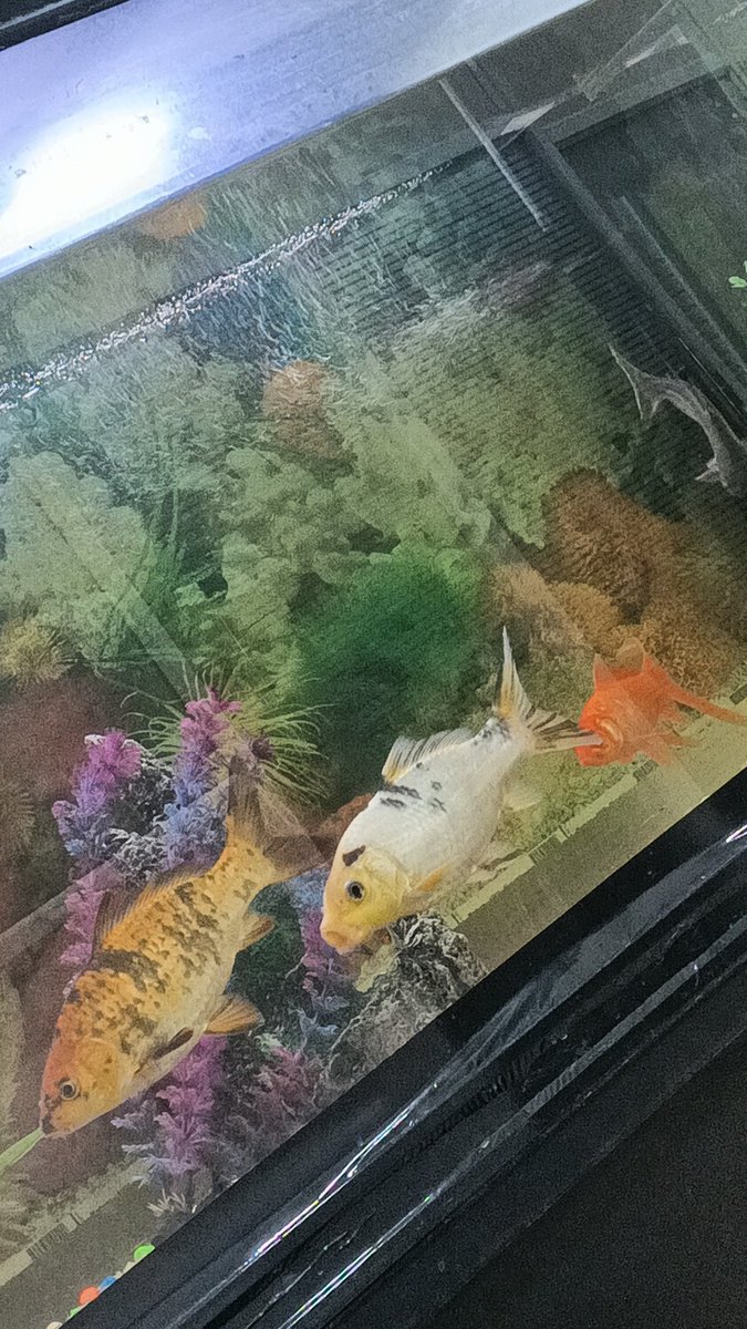 LazyRoot🐧 tweet media