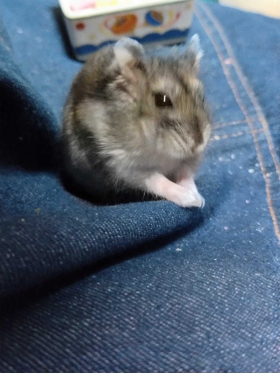 絶狼（ZERO） tweet media