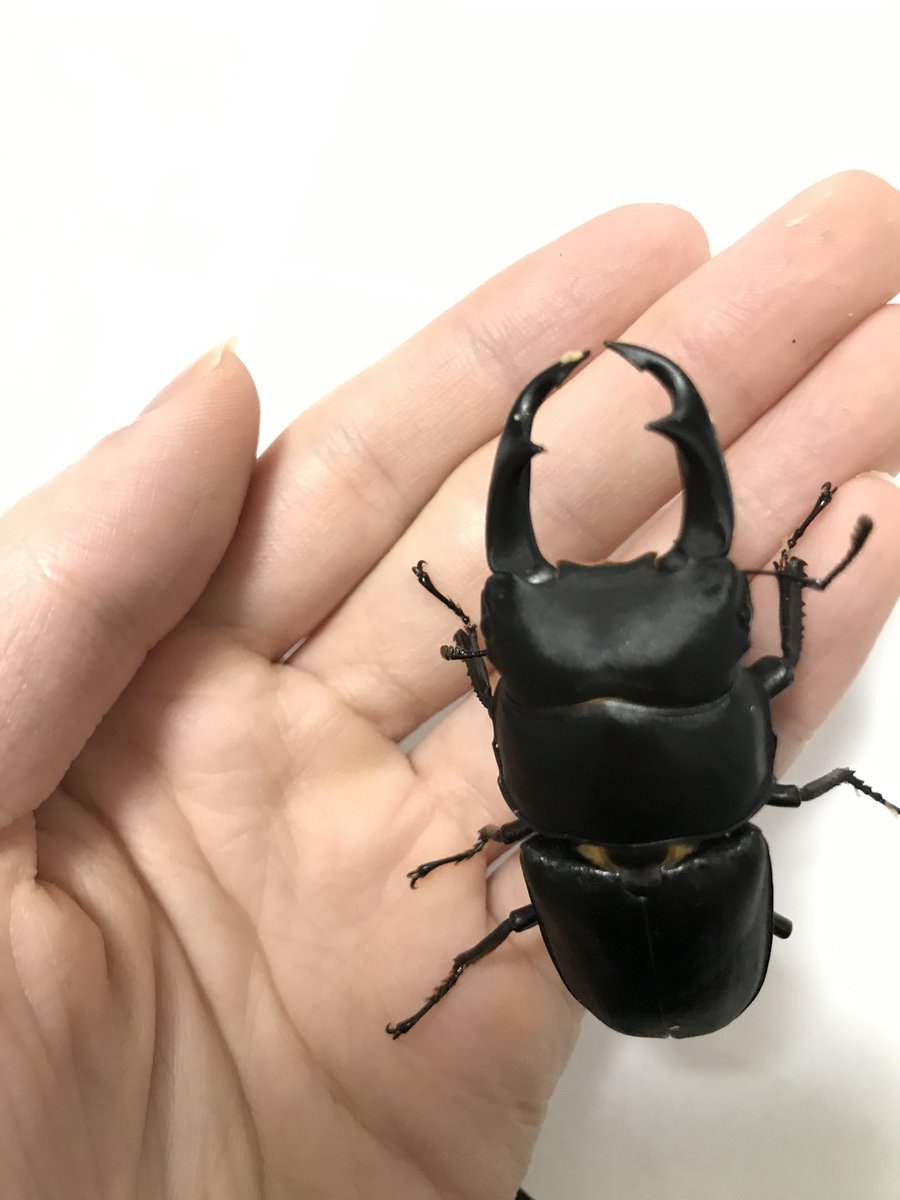 ビソン🐞 tweet media