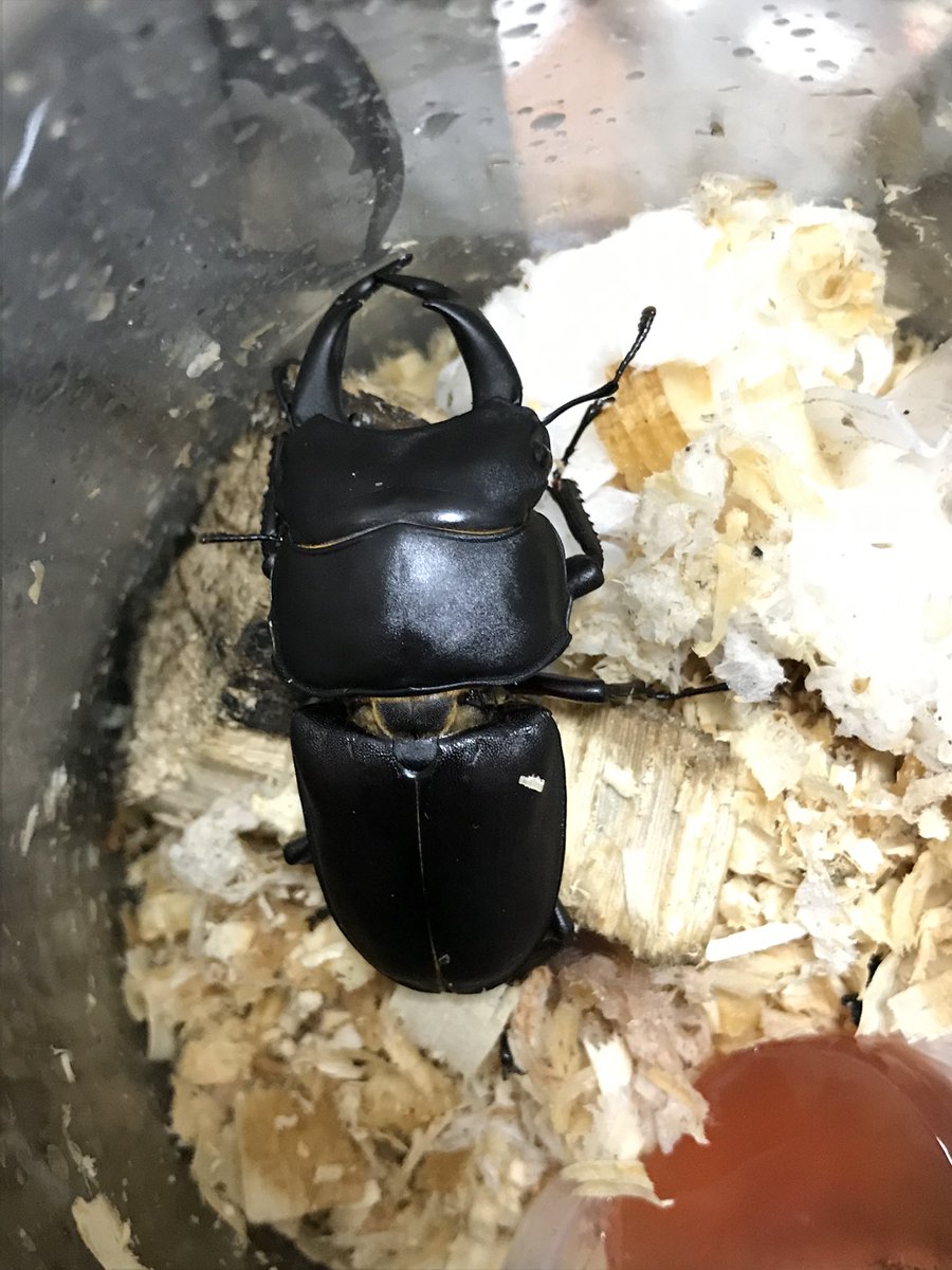 ビソン🐞 tweet media