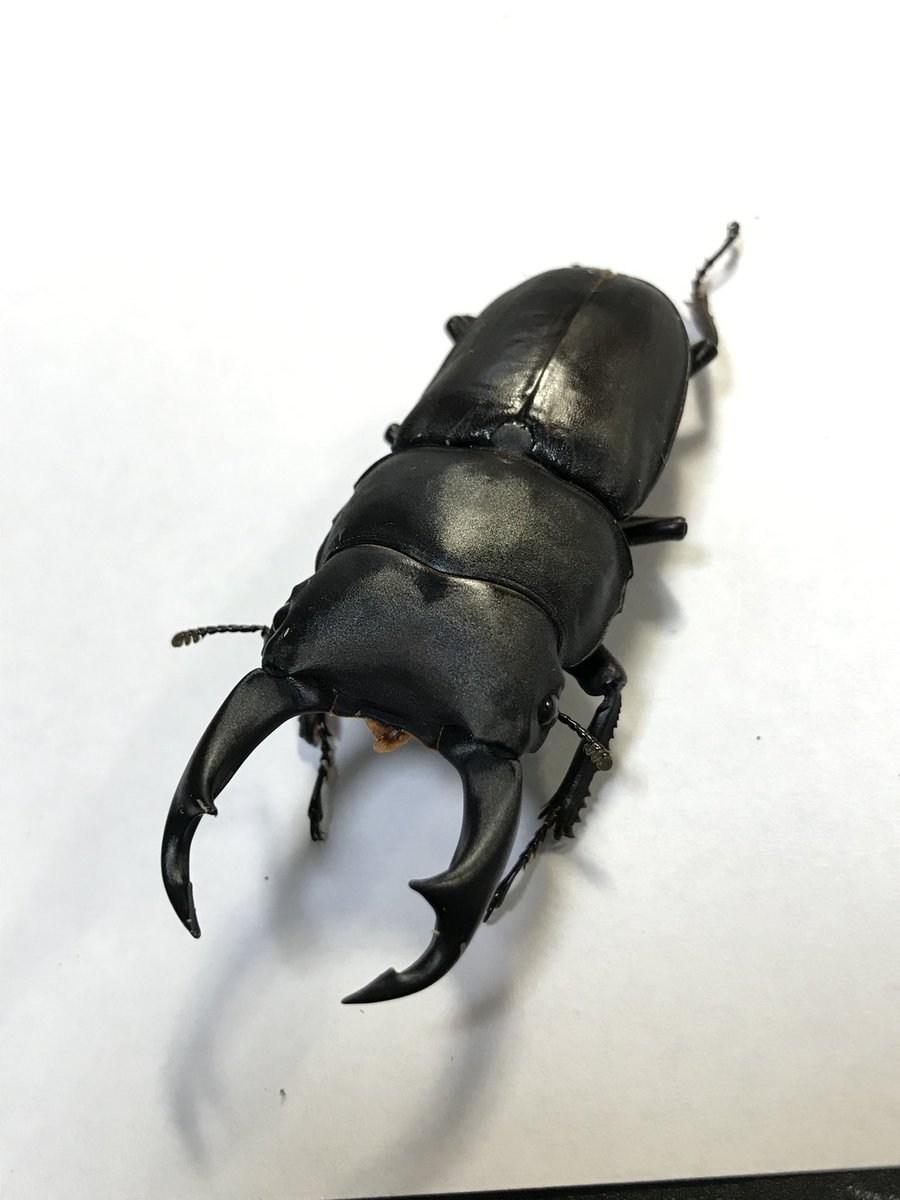 ビソン🐞 tweet media