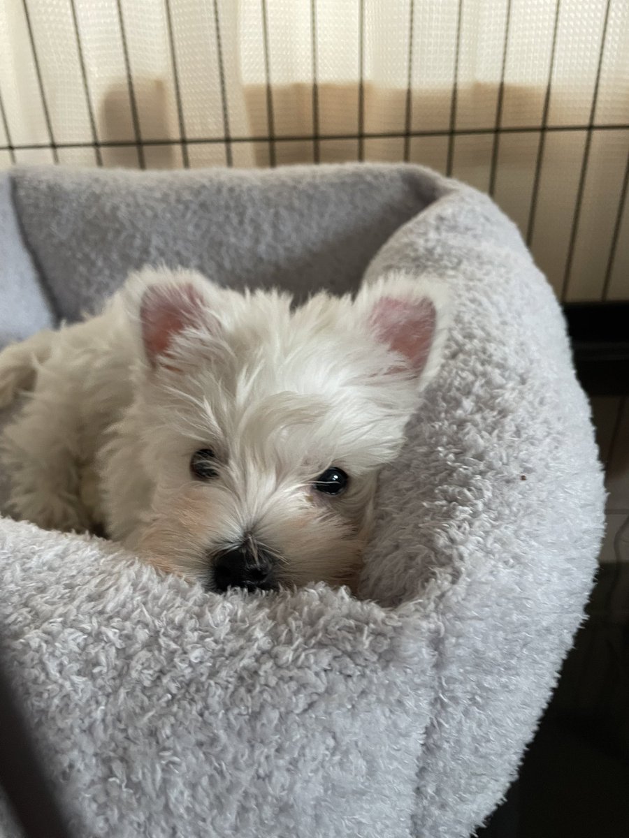 ウェスティのシャンプー🧴🫧 tweet media