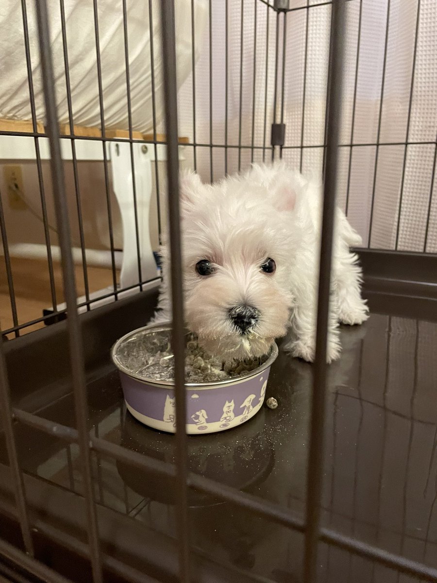 ウェスティのシャンプー🧴🫧 tweet media