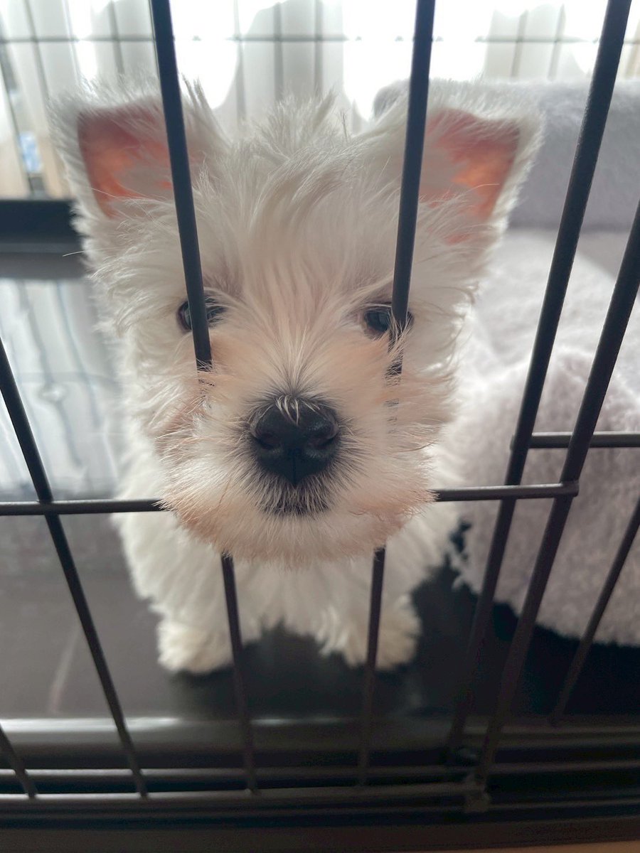 ウェスティのシャンプー🧴🫧 tweet media