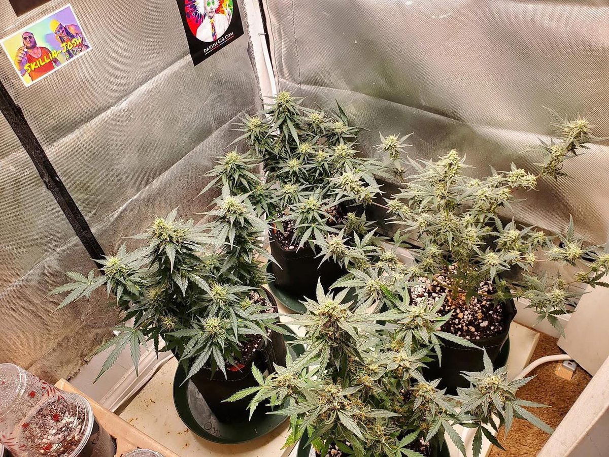 ExoticZaUS's tweet image. How much you think this harvest gonna be? 👀🌱

#420 #growers #weed
