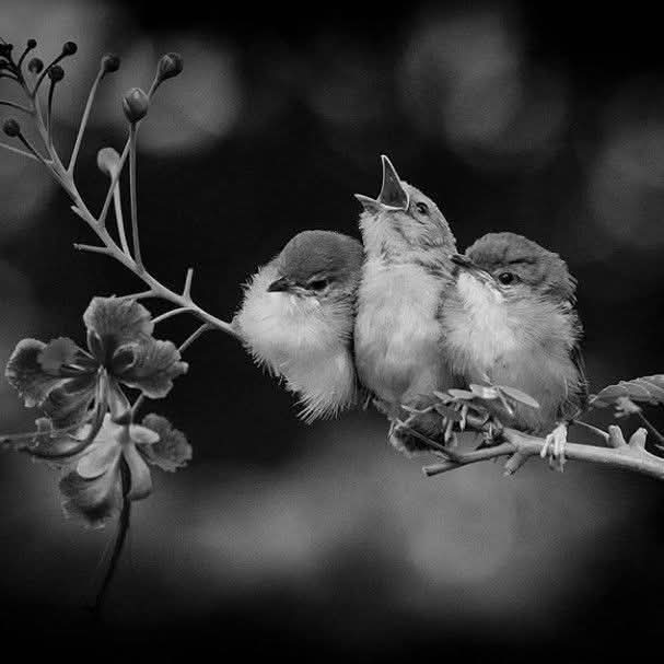 Sonia Álvaro tweet media