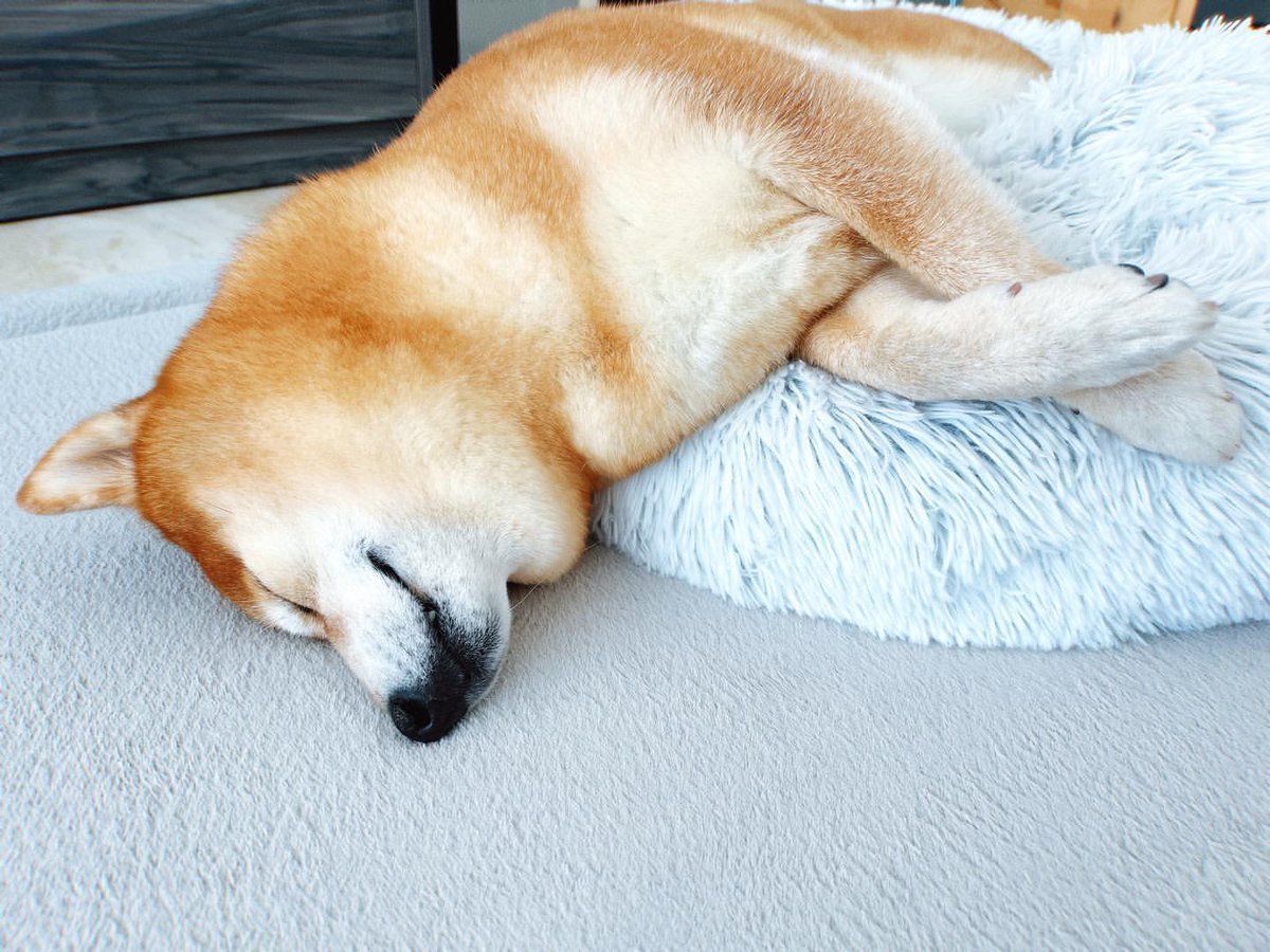 狗急VPN加速器 tweet media