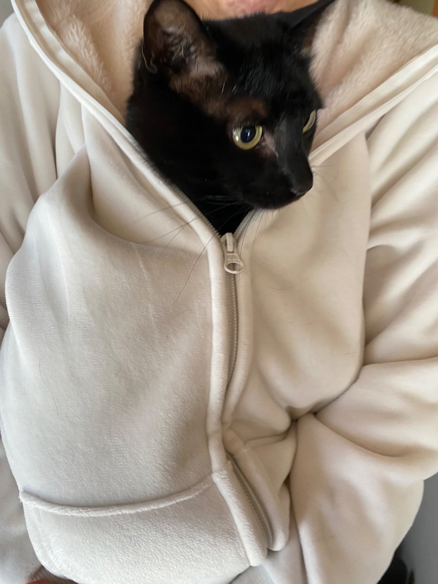 ソラネコさんち tweet media