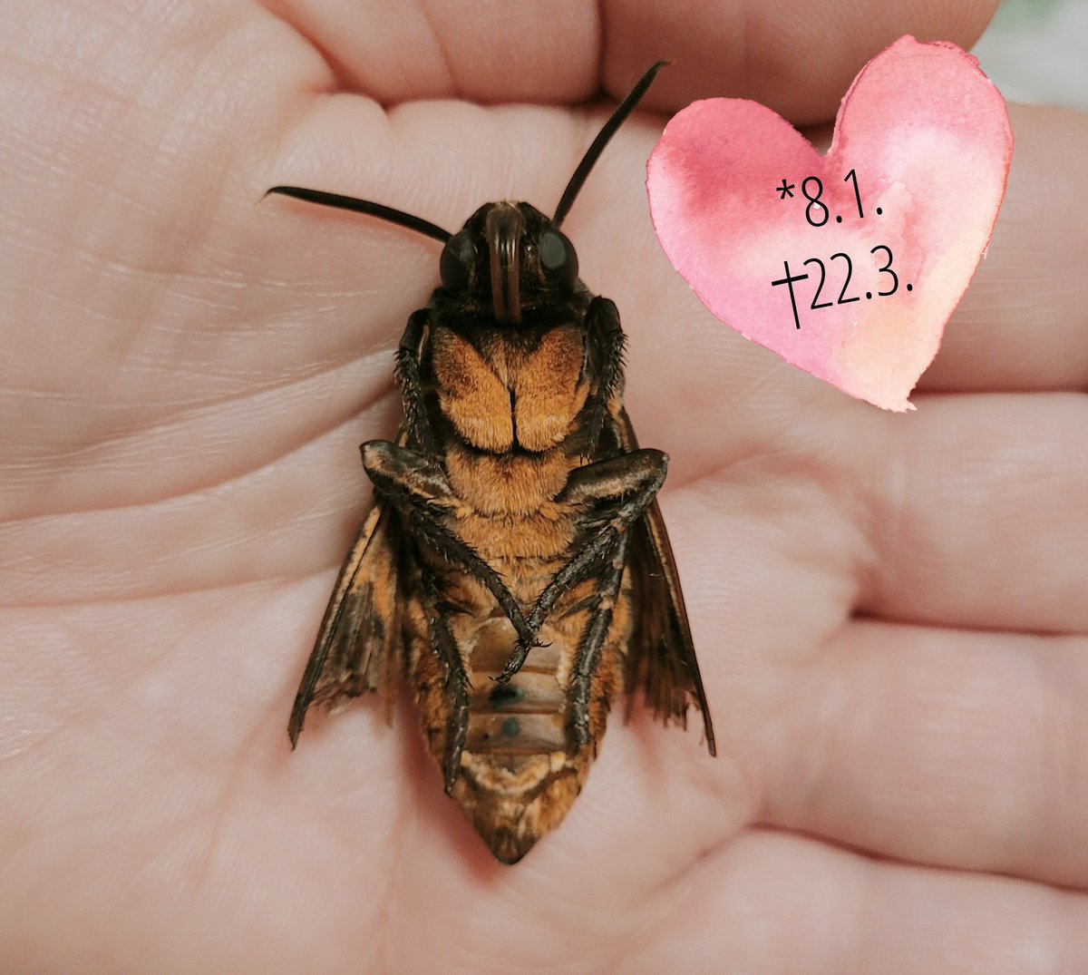 Miss Geschick tweet media