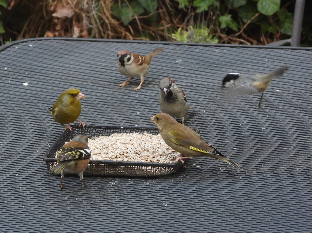 Ian Ebbage tweet media