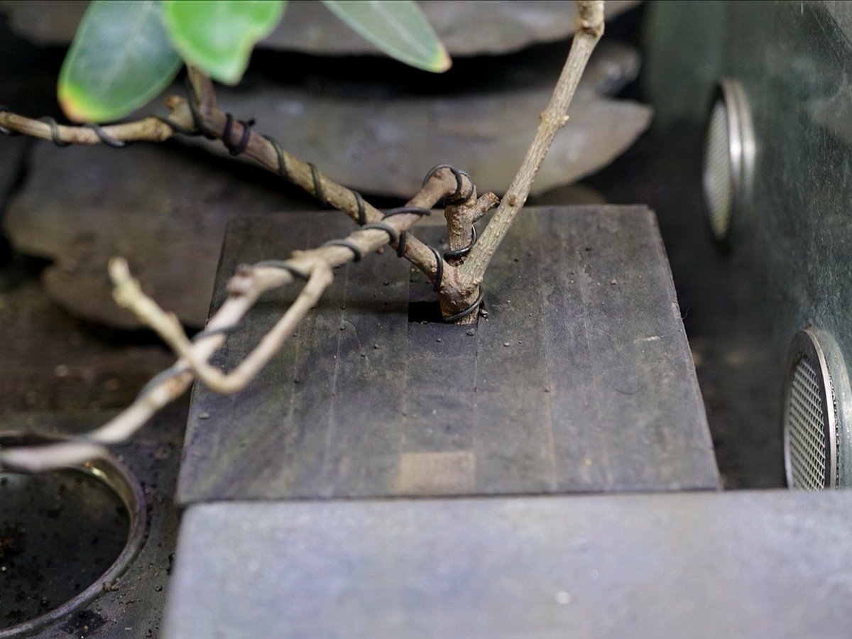 ブルーゲッコーラボ tweet media