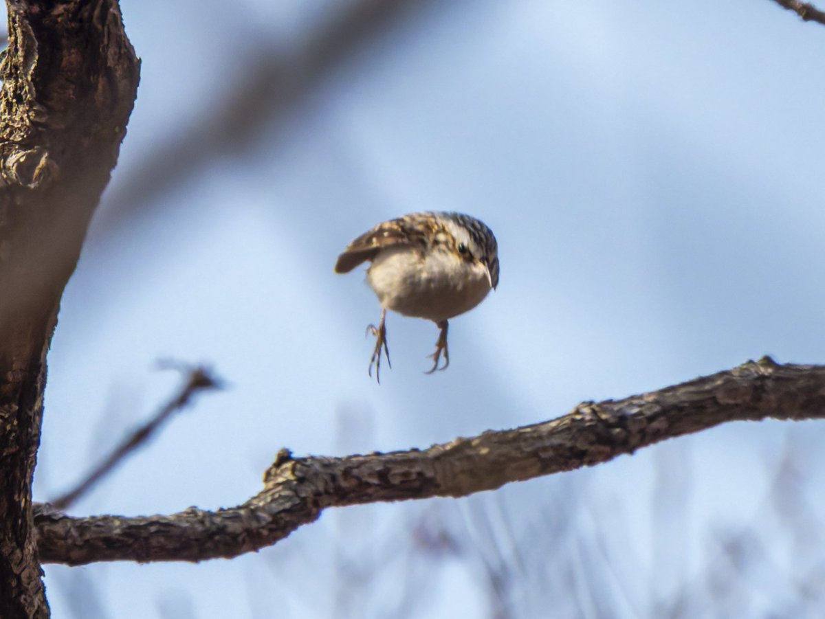 すばる tweet media