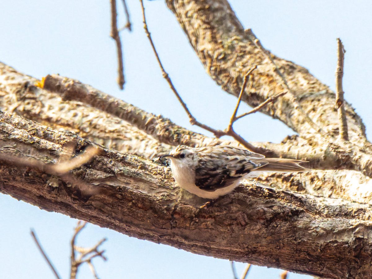 すばる tweet media