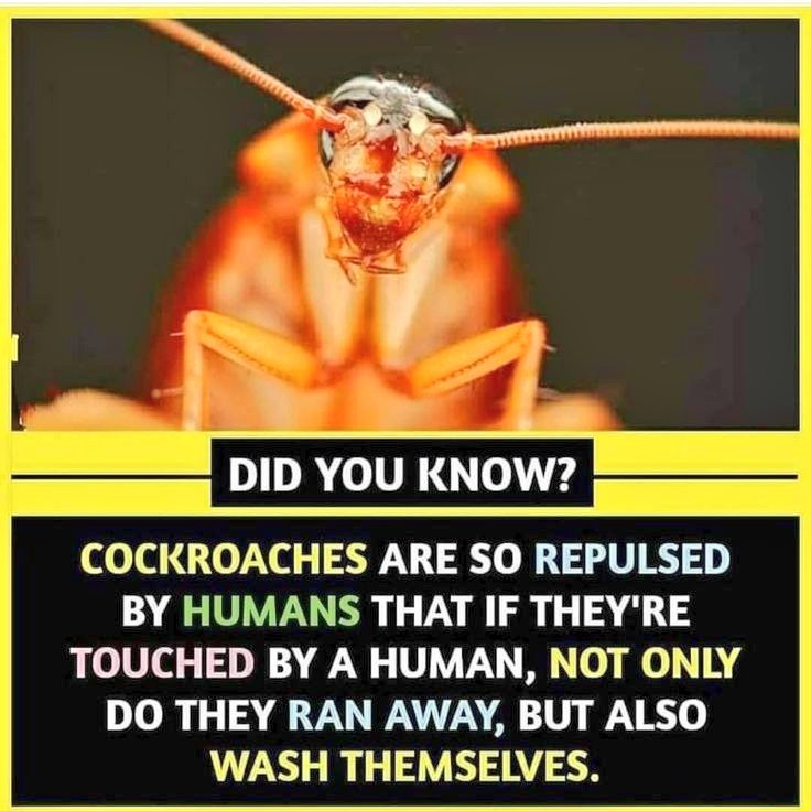 @FactExplorer tweet media