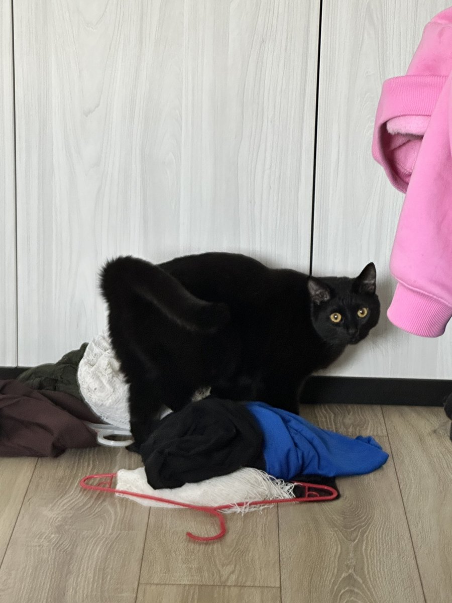 Тамара Мітельмідзе tweet media